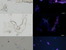 [thumbnail of Liu-etal_2012_FISH_biofilm.jpg]