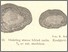 [thumbnail of Aarnio_Kauk_15_51.jpg]