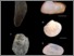 [thumbnail of BIVALVES-chagas_2016.png]