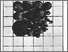 [thumbnail of RC15_43G.jpg]