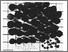 [thumbnail of RC15_79G.jpg]