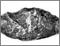 [thumbnail of Fig5_Shiki_1974.jpg]