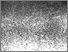 [thumbnail of D5132_Ph1.jpg]