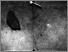 [thumbnail of Plate4-1_Amos_1985.jpg]