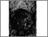 [thumbnail of Fig5_Donnelly_1973.jpg]