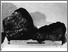 [thumbnail of Fig5_Natland_1975.jpg]